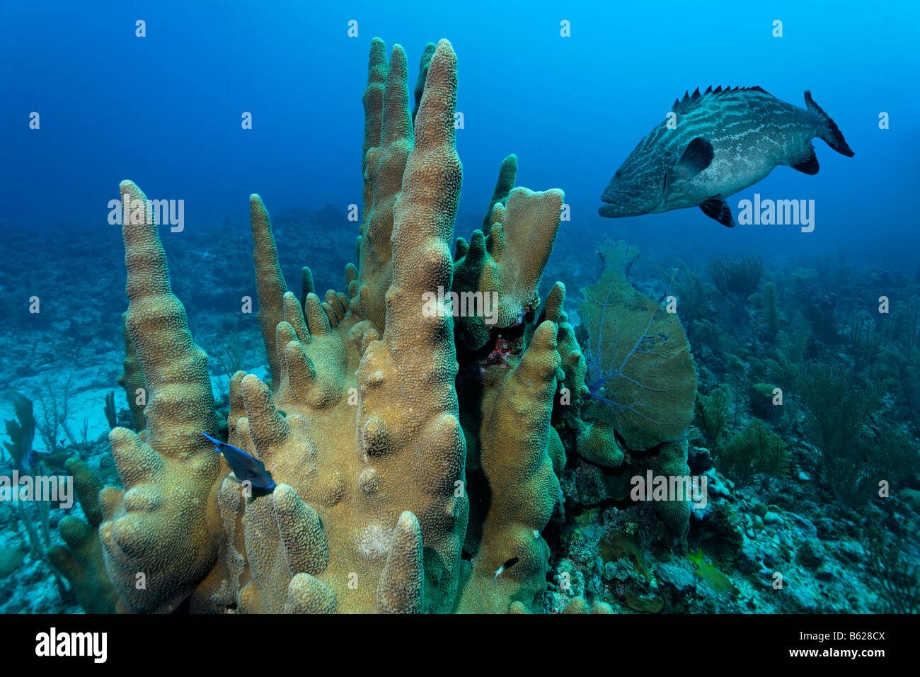 Coraux Dendrogyra cylindricus (pilier) et noir mérous (Mycteroperca bonaci), barrière de corail, San Pedro, Ambergris Cay Isl Banque D'Images