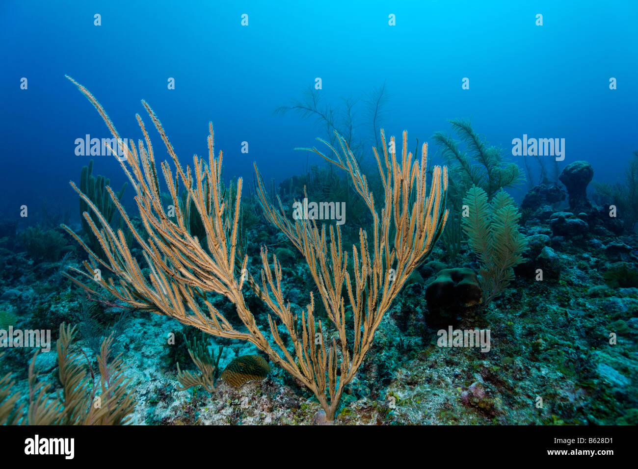 Whip mer angulaire (Pterogorgia anceps) croissant sur un récif de corail sur la barrière de corail à San Pedro, Ambergris Cay, l'île de Bélize, C Banque D'Images