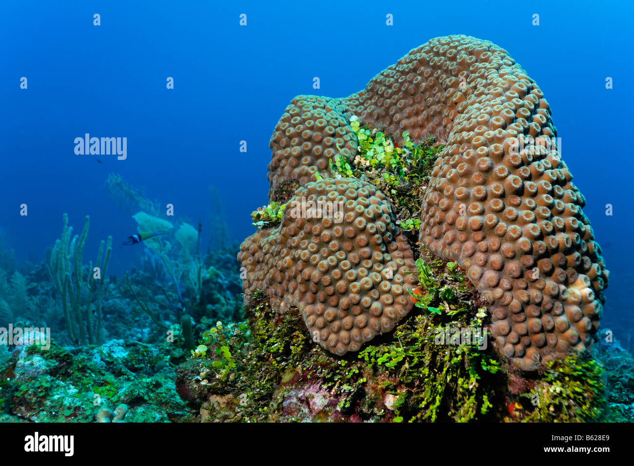 Colonne de corail et algues Halimeda (Halimeda sp.) sur un récif de corail, barrière de corail, San Pedro, Ambergris Cay Island, le Belize, le Centr Banque D'Images