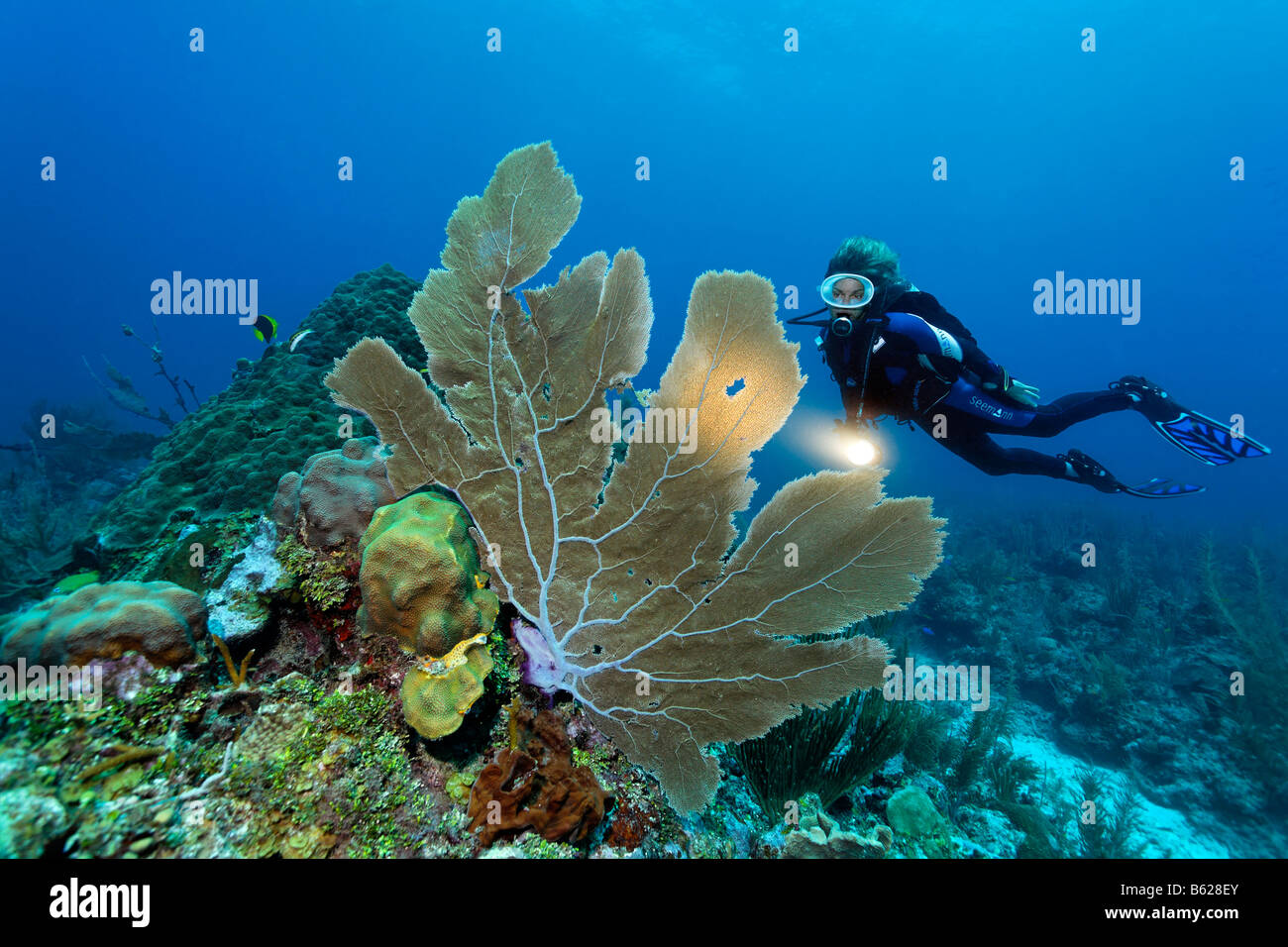 Plongée sous marine avec une torche l'observation d'un éventails de mer (coraux gorgones flabellum) sur un récif de corail, barrière de corail, San Pedro, Ambergris Cay Banque D'Images