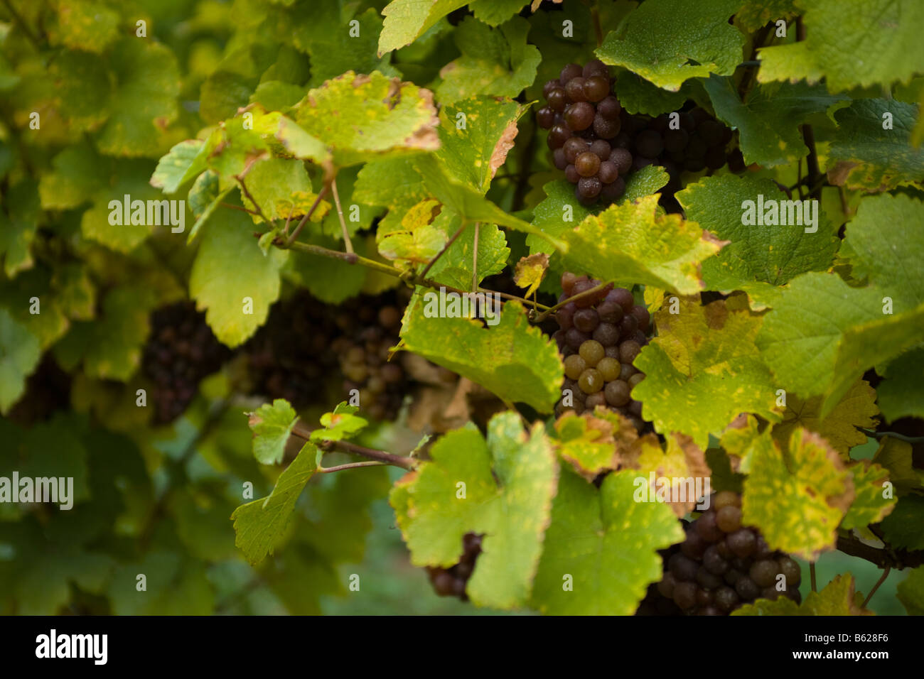 Raisins récoltés tardivement pour le vin de glace du Canada Ontario Niagara Banque D'Images