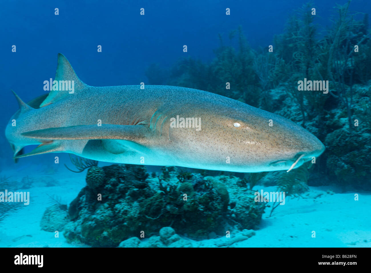 Requins nourrice Ginglymostoma cirratum) Natation (entre la barrière de corail à la recherche de proies, barrière de corail, San Pedro, Ambergris Cay Banque D'Images