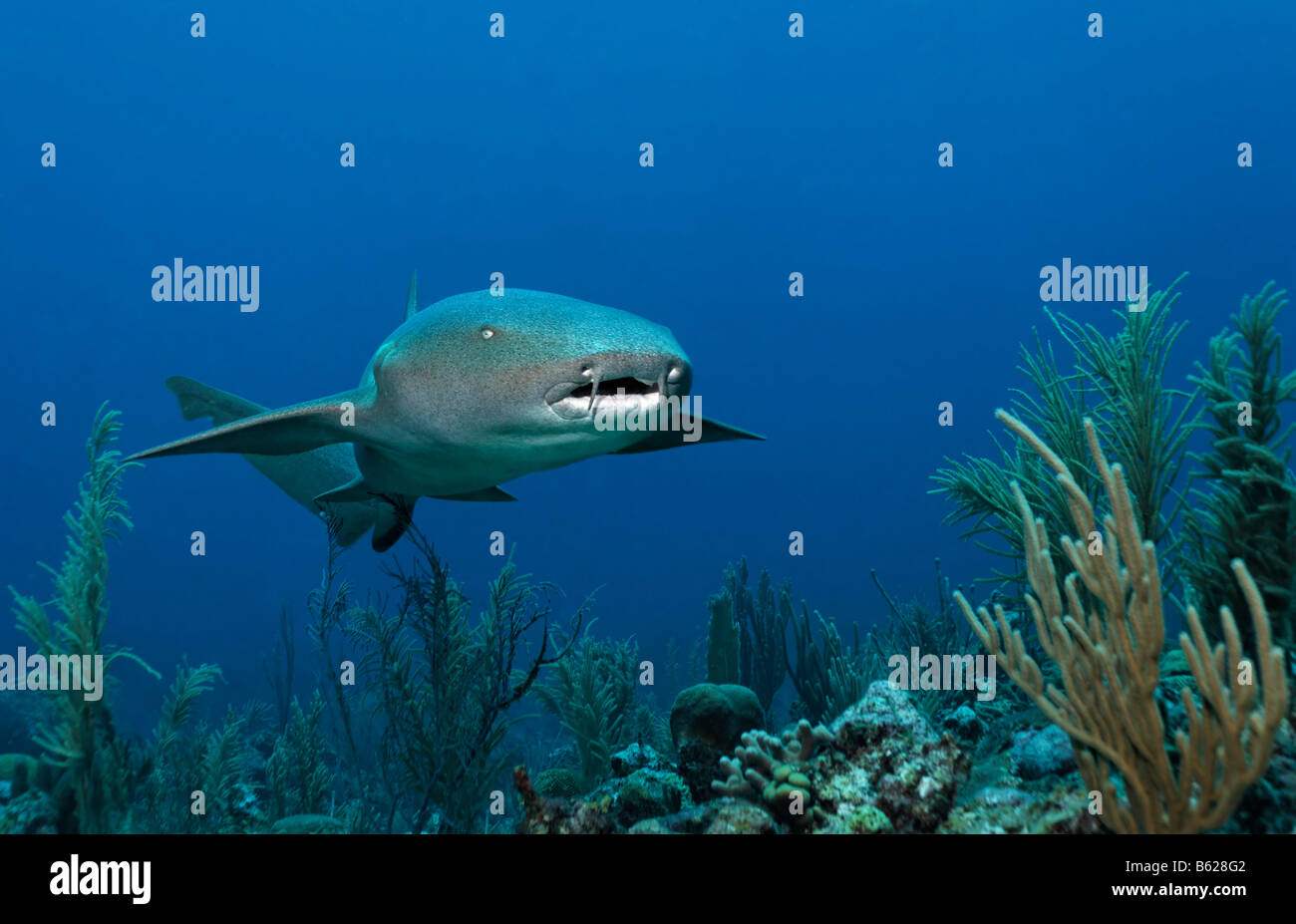 Requins nourrice Ginglymostoma cirratum) Natation (entre la barrière de corail à la recherche de proies, barrière de corail, San Pedro, Ambergris Cay Banque D'Images