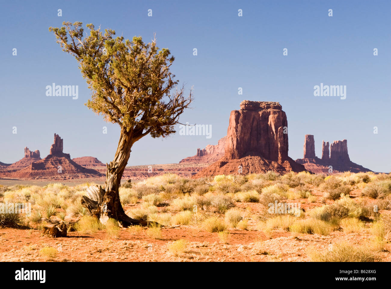 Vue d'un vieil arbre juniper parmi les formations de grès à Monument Valley Banque D'Images