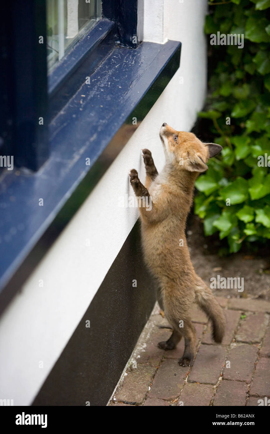 Pays-bas Noord Holland Graveland Young red fox qui a perdu sa mère Vulpes vulpes Banque D'Images