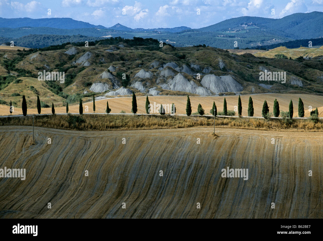 Chypre alley qui traverse les champs de blé récolté, le Crete Il Serraglio, près de la province de Sienne, Toscane, Italie, Europe Banque D'Images