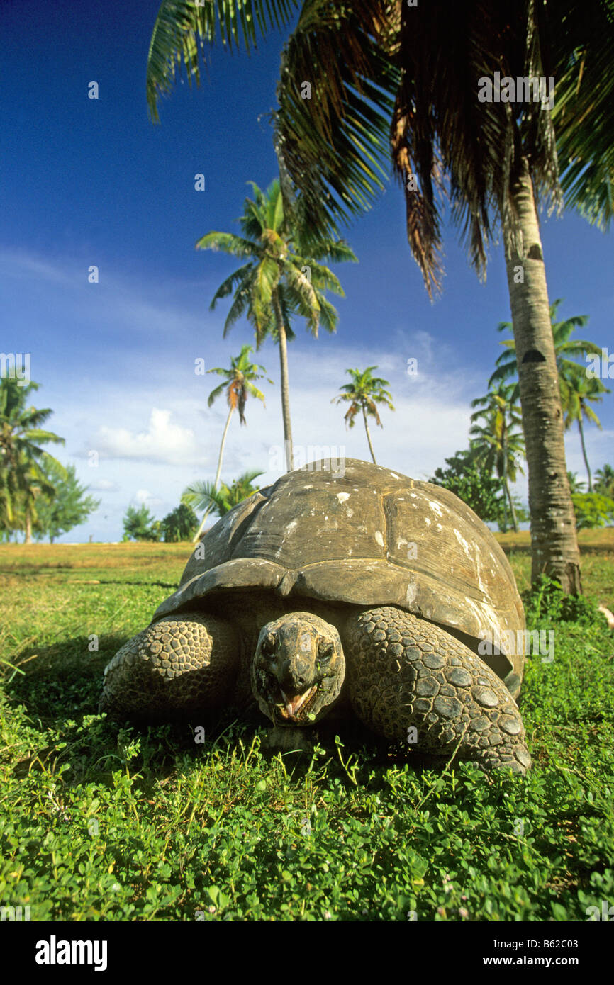 Aldabran tortues géantes d'Aldabra, tortue géante (Dipsochelys dussumieri). Le monde s plus grand tortue Banque D'Images