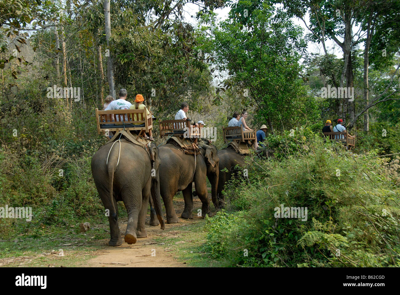 Tourisme ou une excursion à dos d'éléphant à travers la jungle près de Luang Prabang, Laos, Asie du sud-est Banque D'Images
