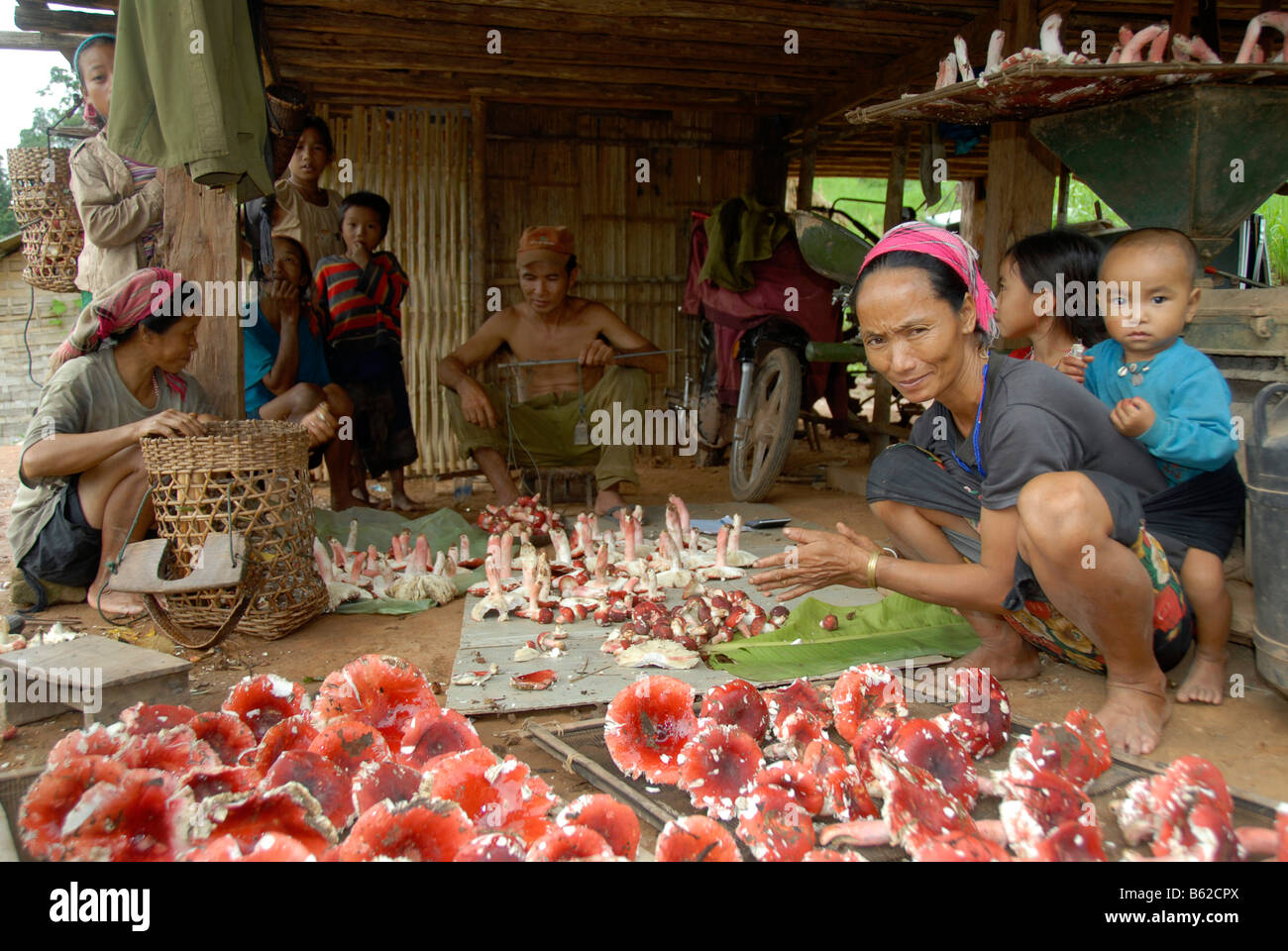 Les femmes de la tribu Akha offrant des champignons frais au concessionnaire, province de Phongsali, Laos, Asie du sud-est Banque D'Images