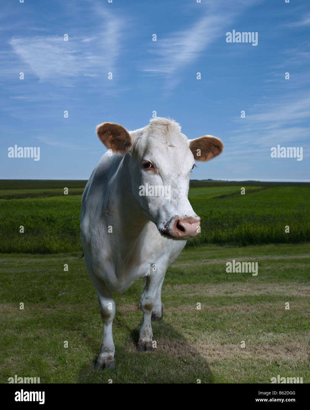 Vache laitière blanc à la ferme, est de l'Islande Banque D'Images