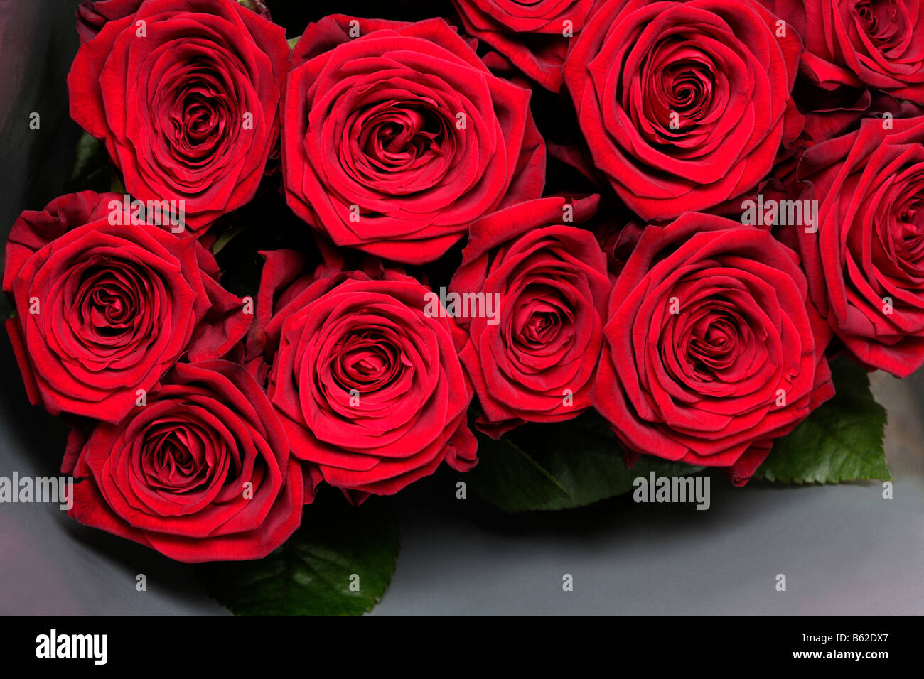 Roses rouges Banque D'Images
