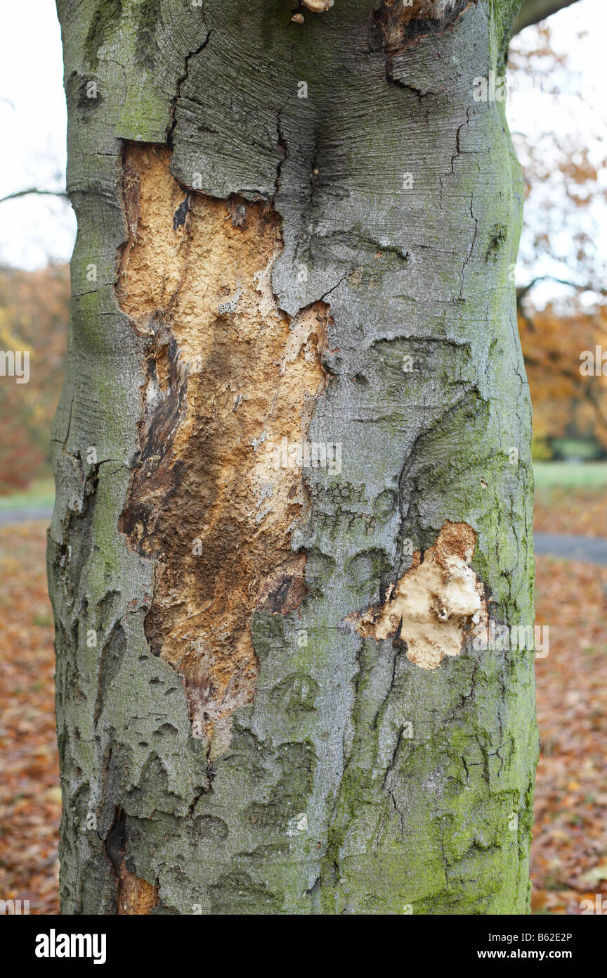 Champignon d'arbre ou de pourriture ou woodworm Golf Polo à Londres en Angleterre Banque D'Images