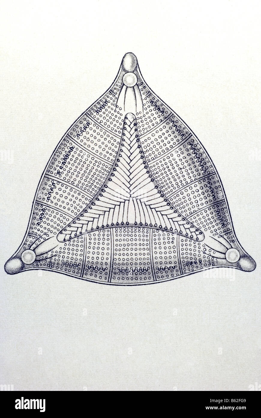 Diatomea / Schatellinge, nom Triceratium, Haeckel, Kunstformen der Natur, art nouveau, 20e siècle, l'Europe Banque D'Images