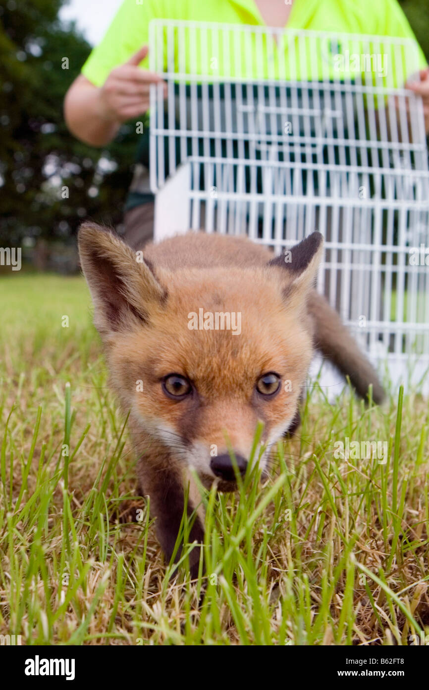 Pays-bas Noord Holland Graveland Young red fox qui a perdu sa mère Vulpes vulpes Woman putting fox à wilderness Banque D'Images