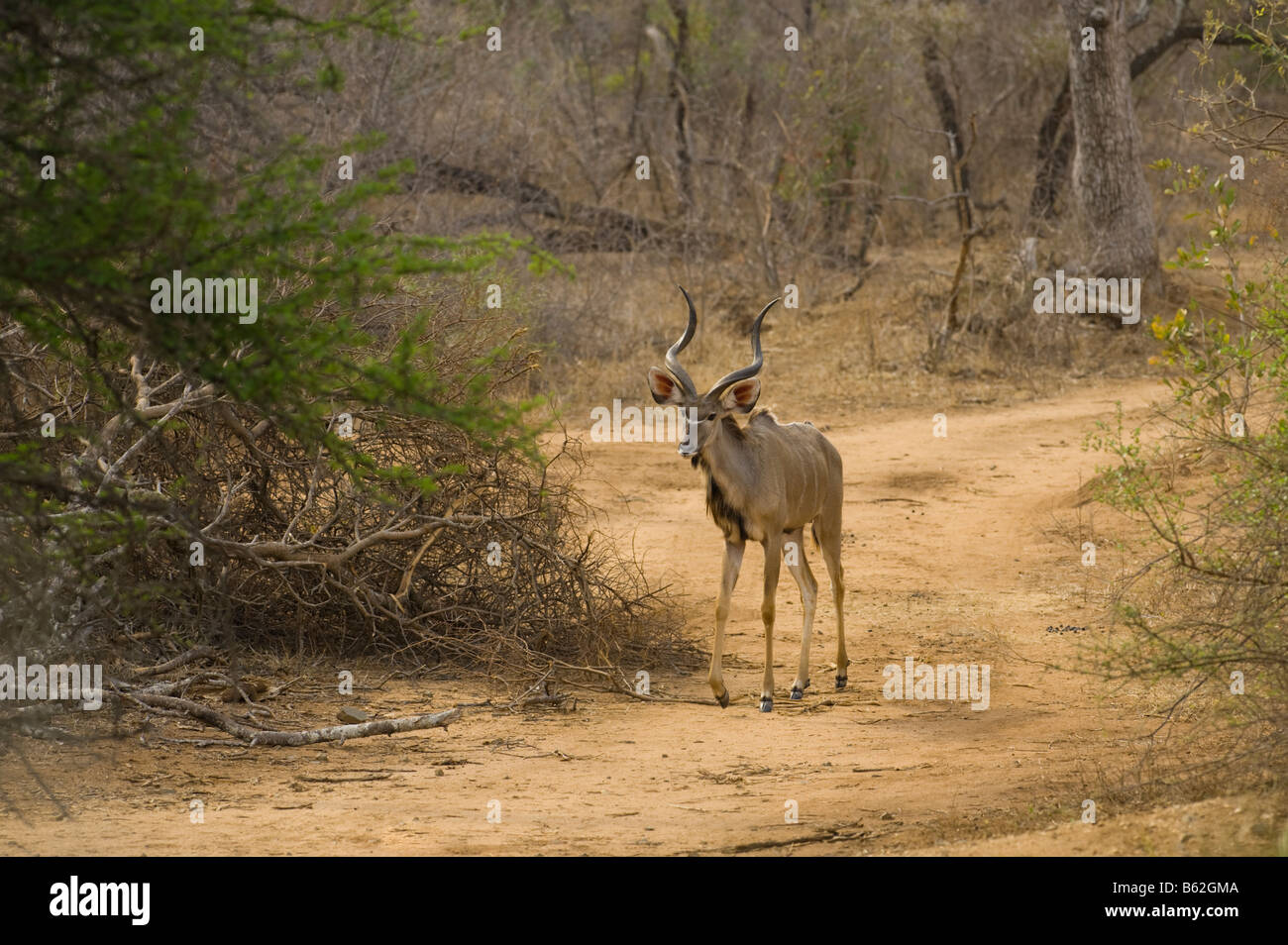 Sauvages de la faune antilope grand koudou Tragelaphus strepsiceros buck avec spirale spirale homme marchant le long de la corne sud-Afrika Banque D'Images