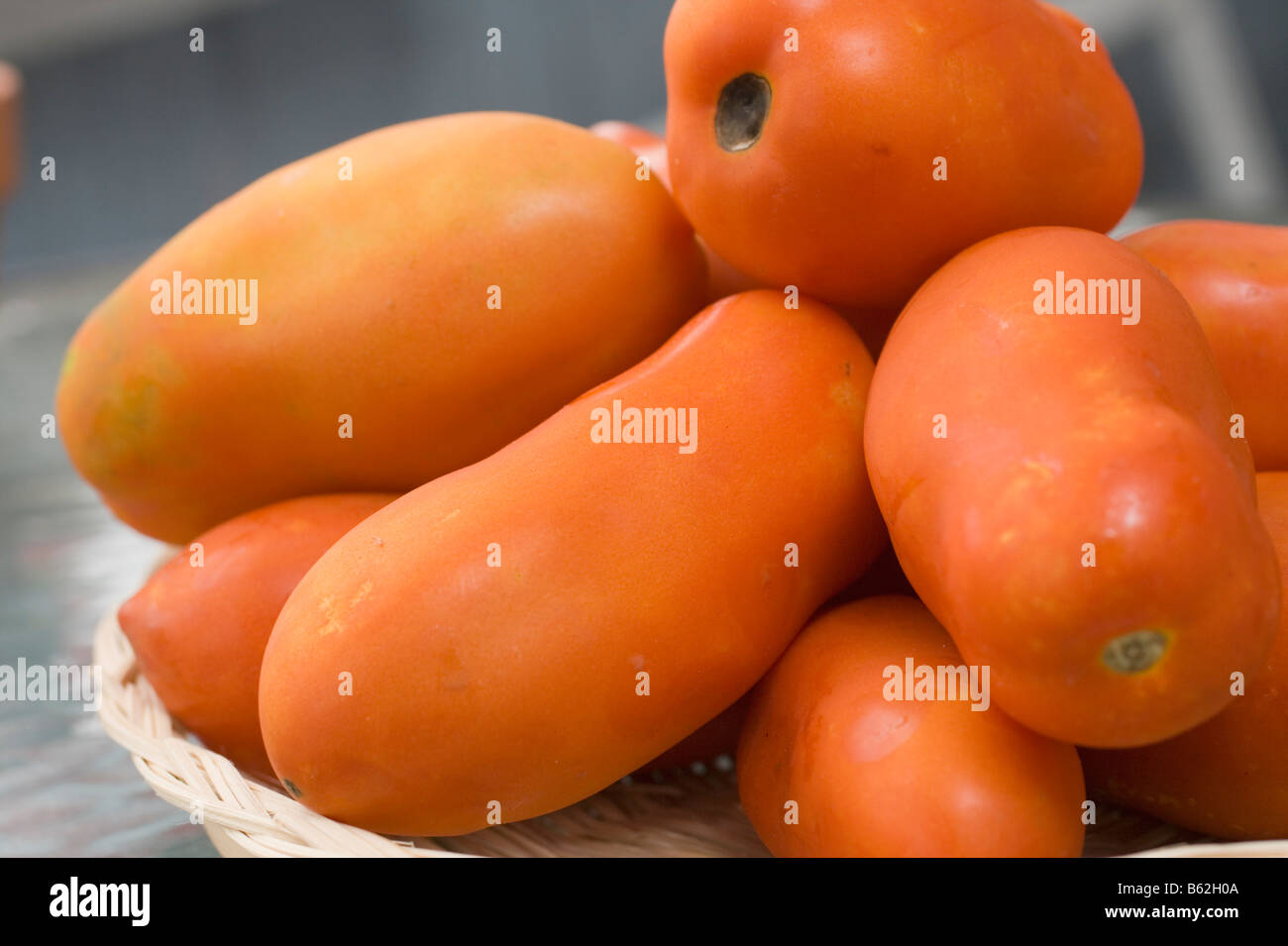 Tomates de San Marzano à Mingodale Maryland Baltimore County Fermes Banque D'Images