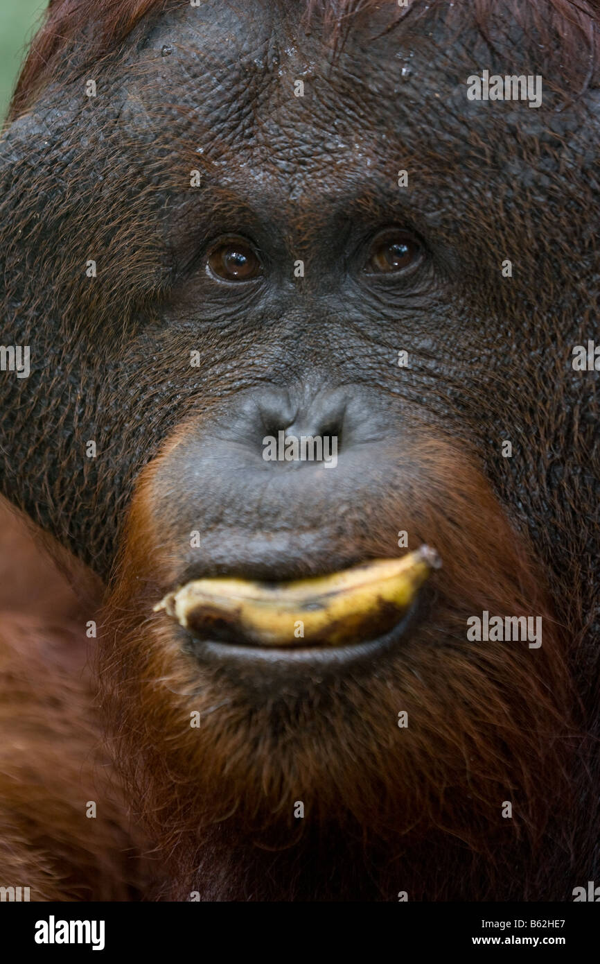 Orang-outan mâle à bride de Bornéo Pongo pygmaeus manger une banane dans Tanjung Puting NP Bornéo Banque D'Images