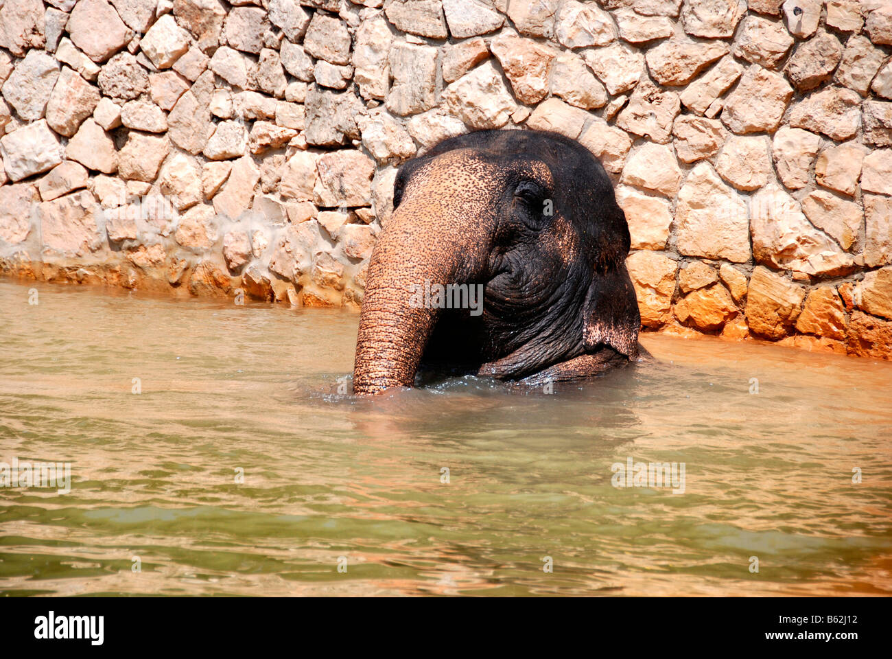 Bébé éléphant dans l'eau Banque D'Images