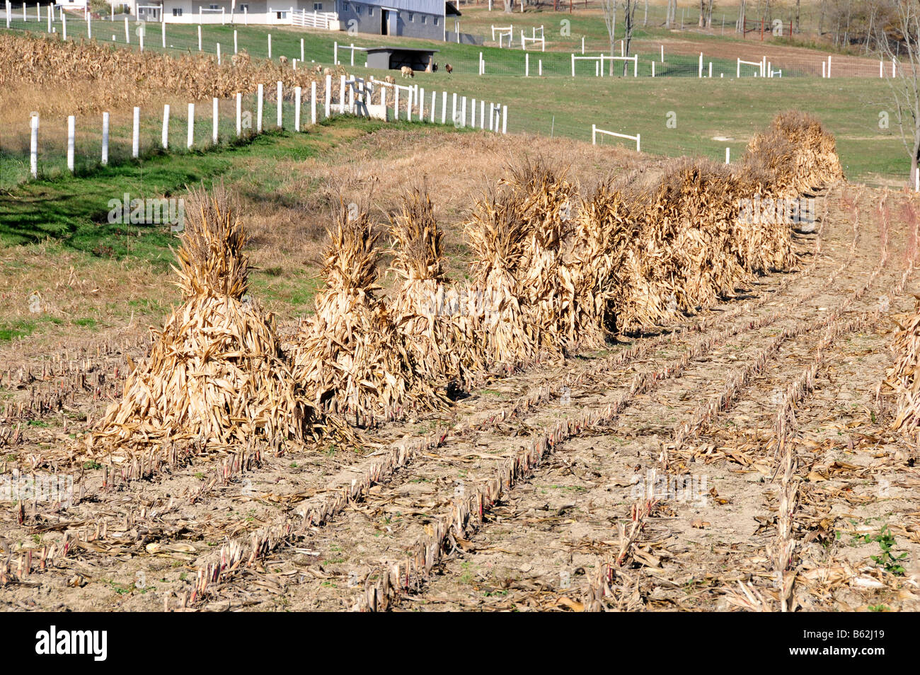 Les tiges en champ agricole au moment de la récolte, Holmes County Amish de l'Ohio U S Banque D'Images
