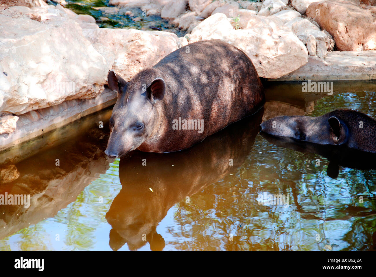 Tapir Tapirus terrestris Amérique du Sud Banque D'Images