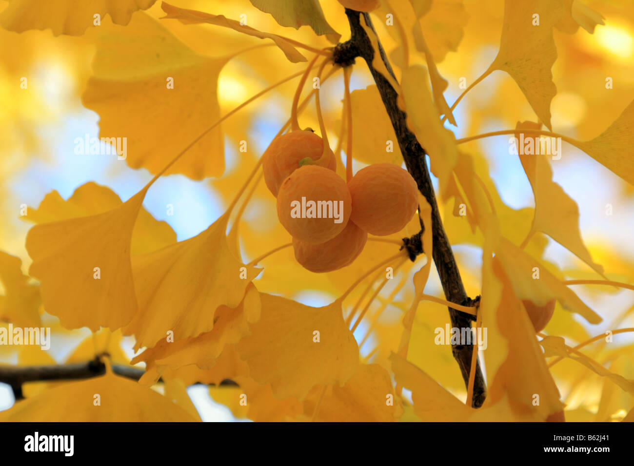 Le Ginkgo biloba feuilles et fruits en automne Banque D'Images