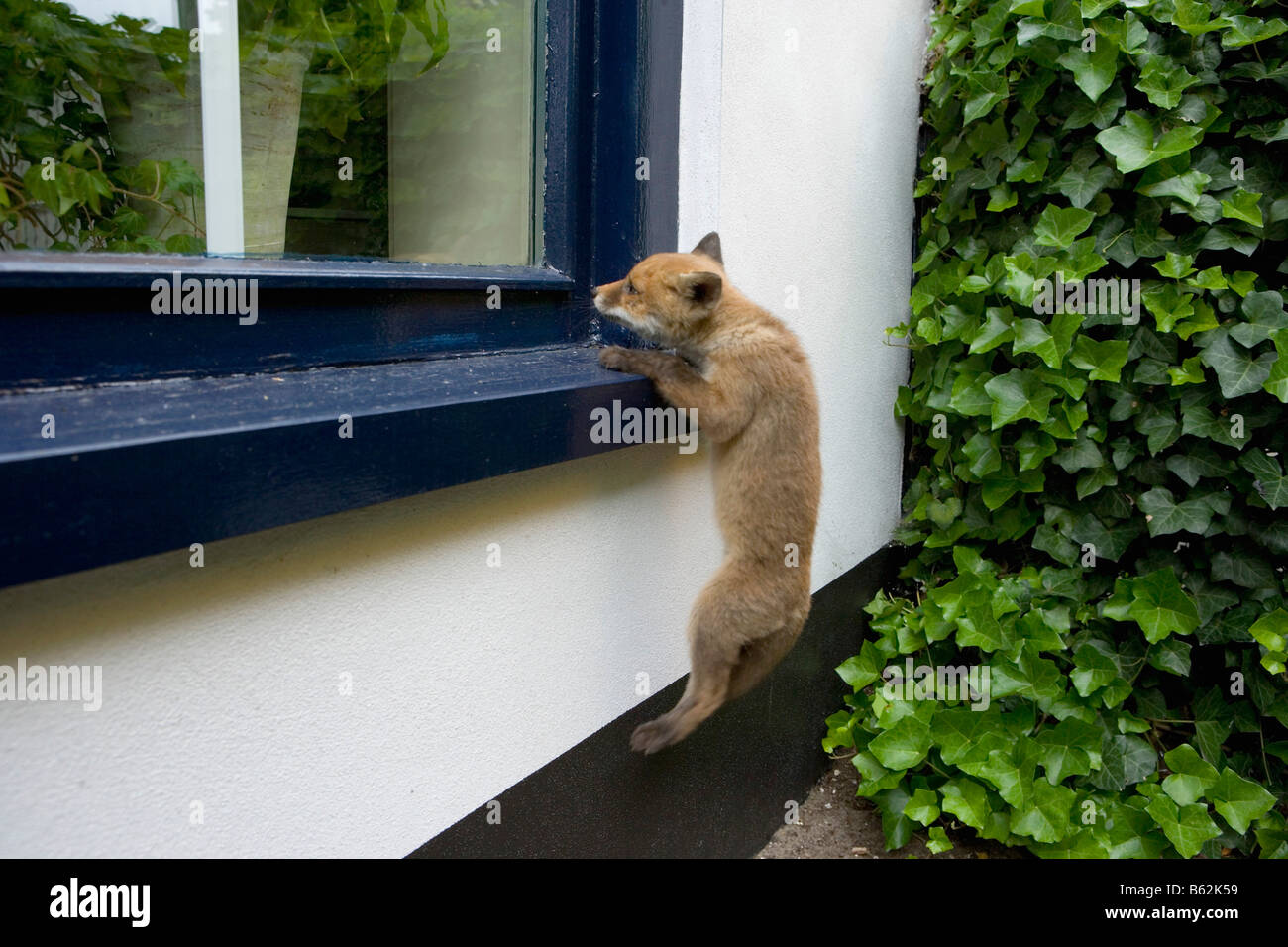 Pays-bas Noord Holland Graveland Young red fox qui a perdu sa mère Vulpes vulpes Banque D'Images