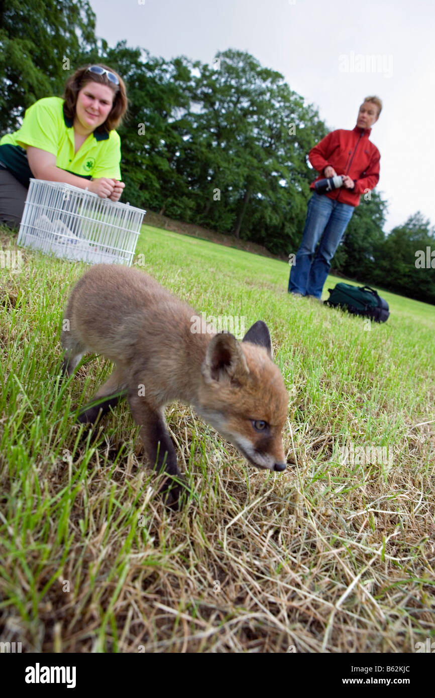 Pays-bas Noord Holland Graveland Young red fox qui a perdu sa mère Vulpes vulpes Woman putting fox à wilderness Banque D'Images