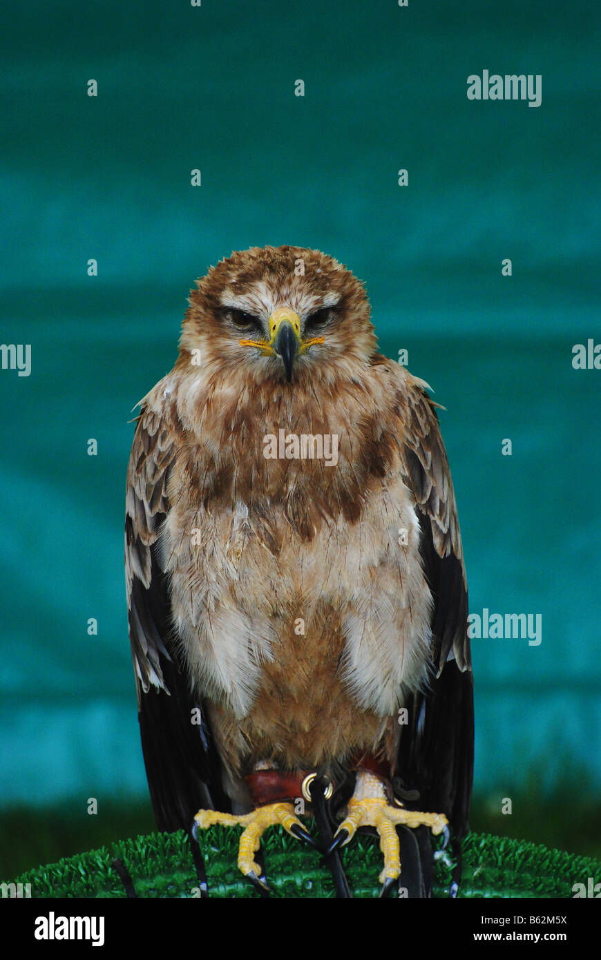 Un aigle, Aquila rapax Banque D'Images