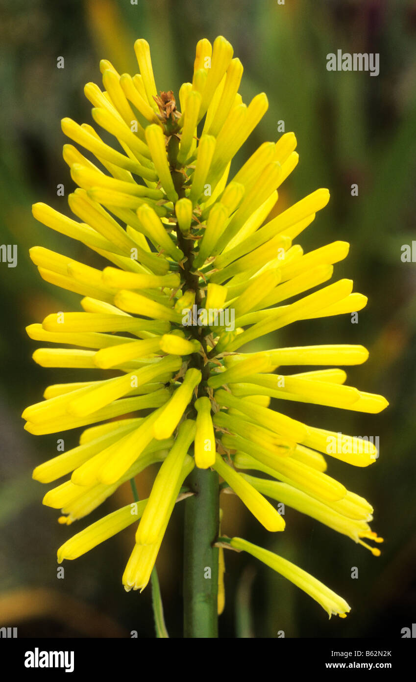 Kniphofia 'Dorset Sunset' plante de jardin Fleur jaune Banque D'Images
