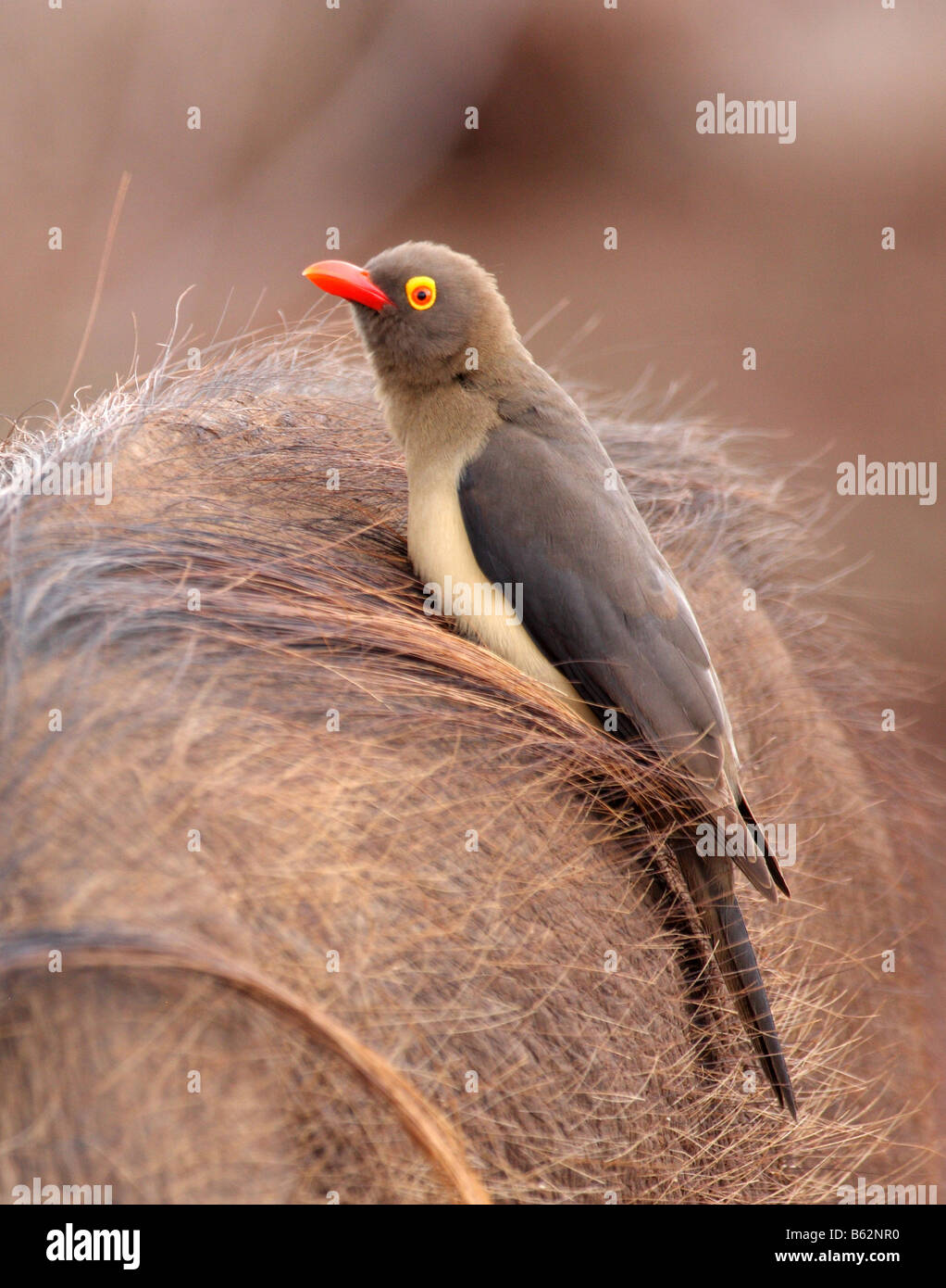 Redbilled oxpecker adulte seul à l'arrière du phacochère Banque D'Images
