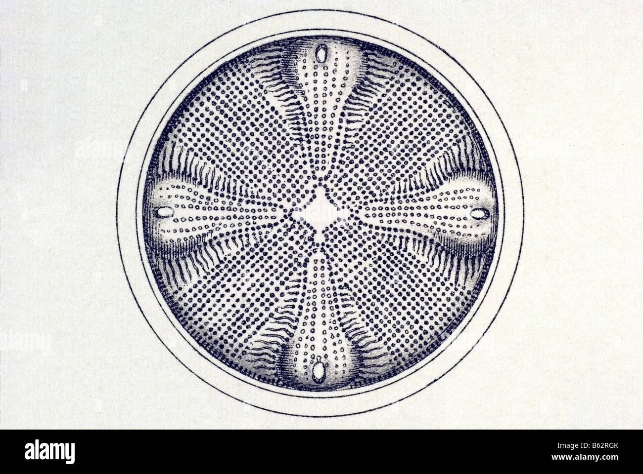 Diatomea / Schatellinge, nom Triceratium, Haeckel, Kunstformen der Natur, art nouveau, 20e siècle, l'Europe Banque D'Images