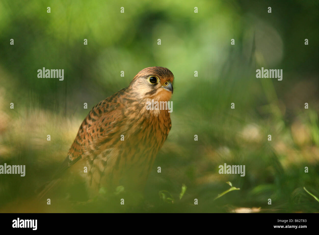 Faucon crécerelle (Falco tinnunculus) sur le terrain. Banque D'Images