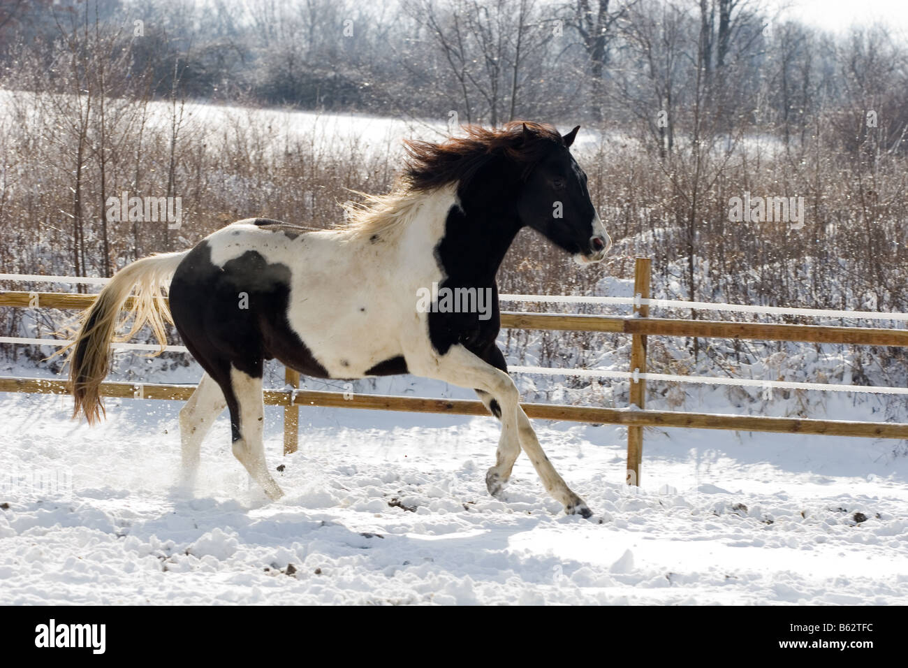 Cheval Noir et blanc galoper dans la neige Banque D'Images
