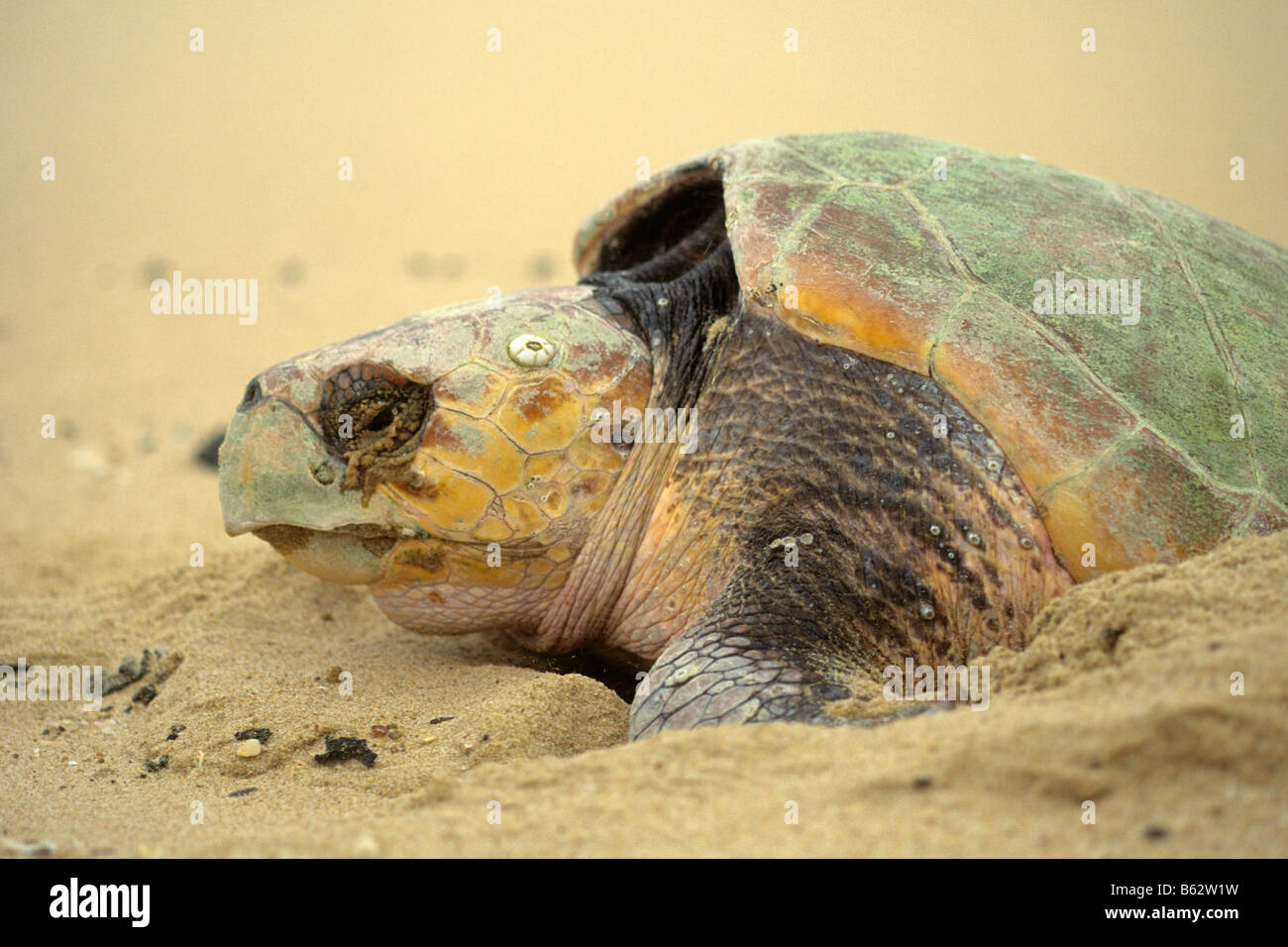 Tortue caouanne (Caretta caretta) ponte Banque D'Images