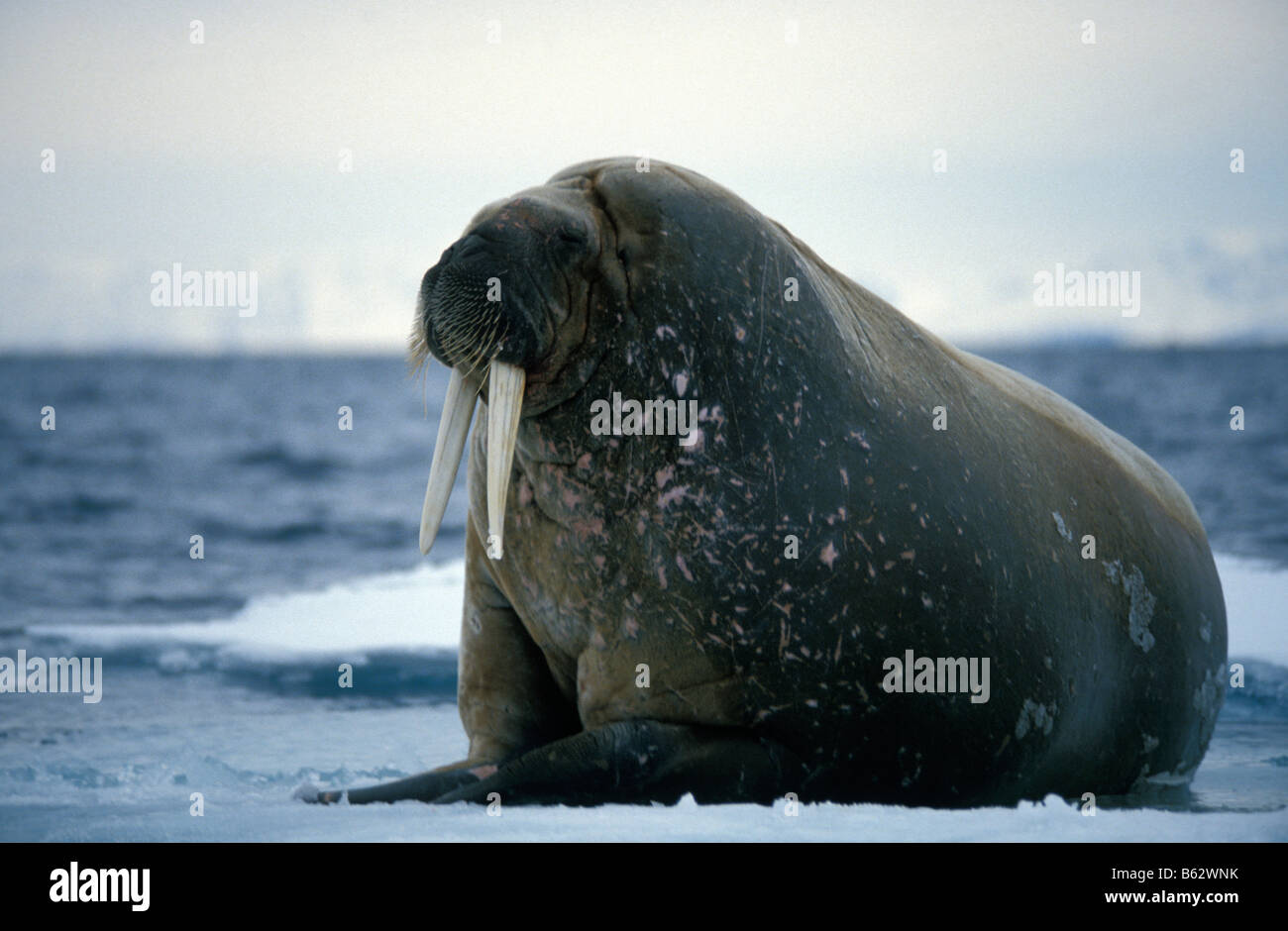 Mâle morse morse de l'Atlantique sur la banquise banquise reposant sur l animal peau bouffées de rose quand à dissiper la chaleur chaude Oce Arctique Banque D'Images