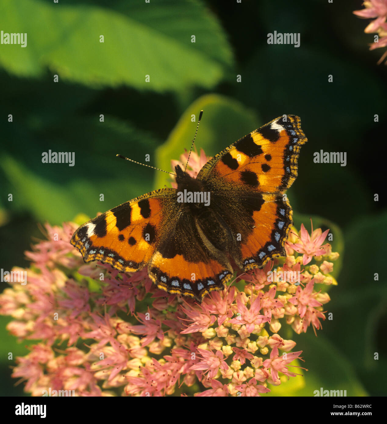 Petit papillon écaille Aglais urticae sur Sedum spectabile fleur en fin d'après-midi la lumière Banque D'Images