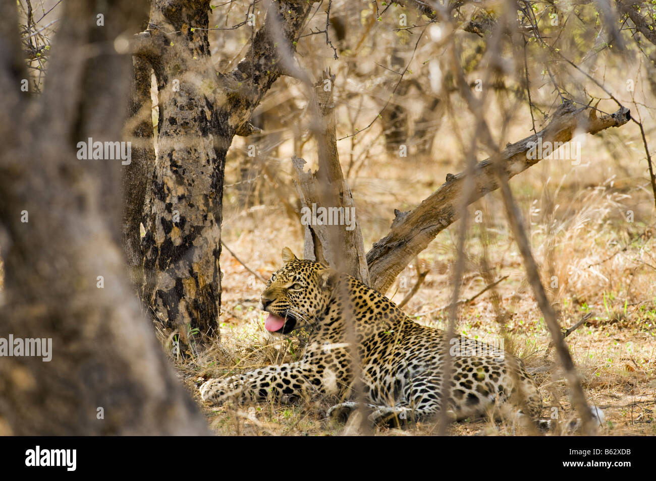 La faune de la savane d'Afrique du Sud homme léopard Panthera pardus dormir les yeux ouverts, bush désert forestiers animal grandios Banque D'Images