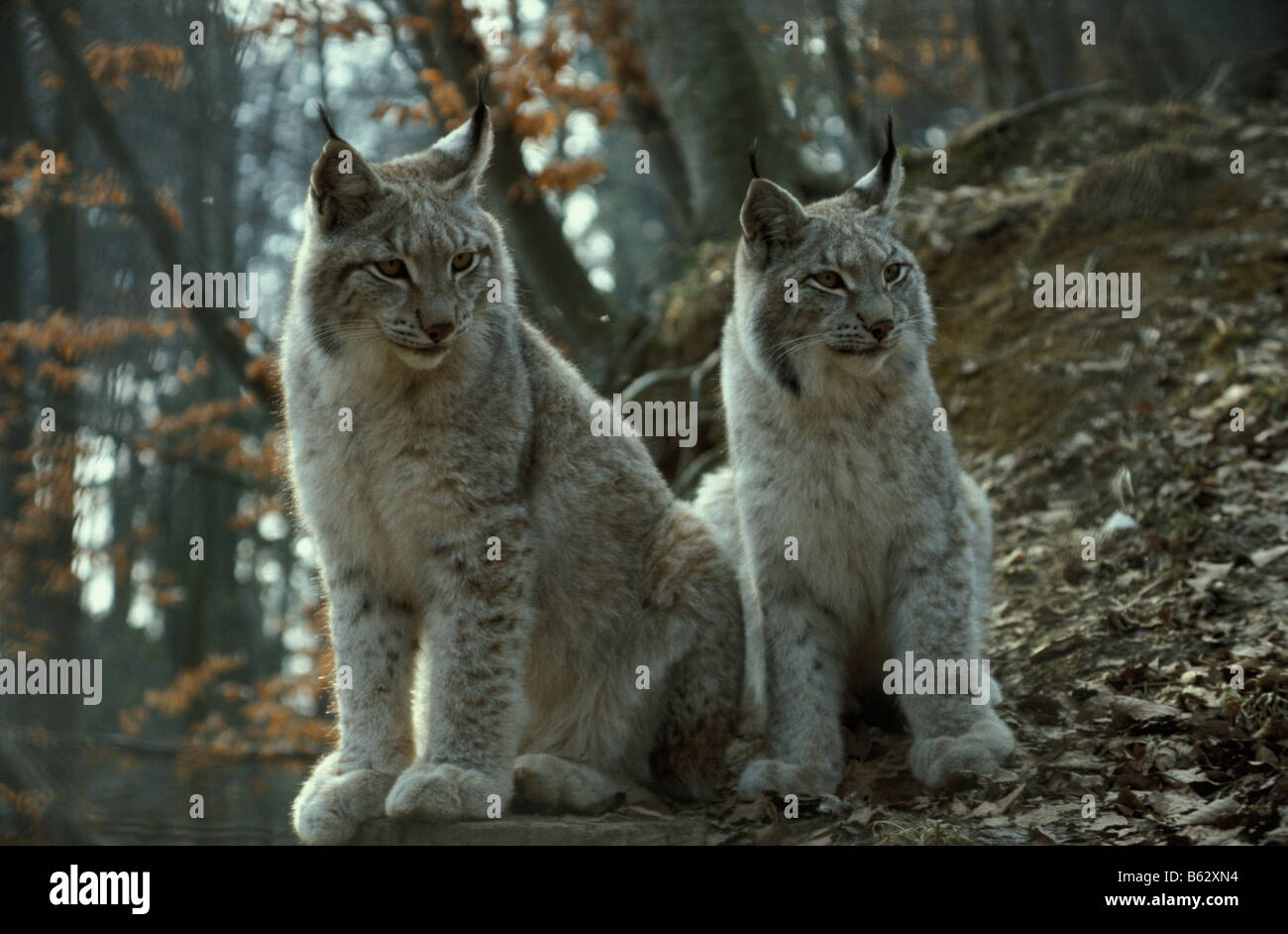 Lynx lynx Lynx lynx animal animaux adultes bêtes de proie Europa Europe félidés de l'avant de format horizontal m mammifère Banque D'Images