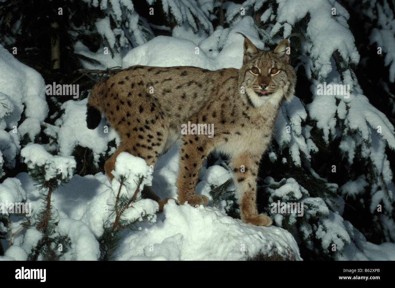 Lynx lynx Lynx lynx animal animaux adultes bêtes de proie Europa Europe félidés de l'avant de format horizontal m mammifère Banque D'Images