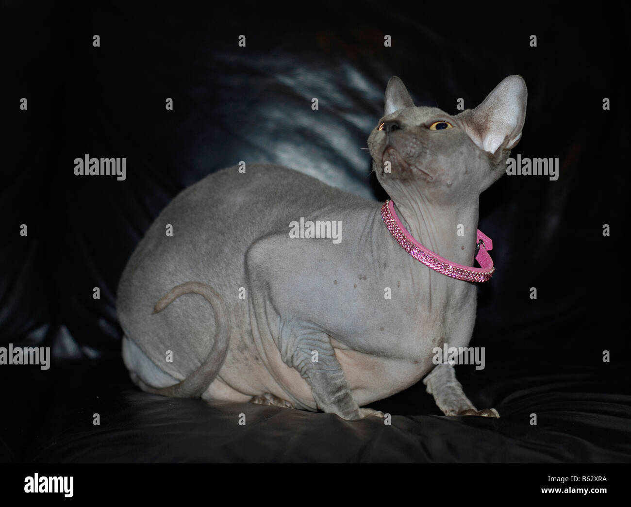 Egalement Connu Sous Le Nom De Chat Sphynx Sans Poil Canadienne Est Une Race De Chat Connue Pour Son Manque D Armoiries Des Biens Disponibles Photo Stock Alamy Egalement Connu Sous Le Nom De Chat Sphynx Sans Poil Canadienne Est Une Race De Chat Connue Pour Son Manque D Armoiries Des Biens Disponibles Photo Stock Alamy