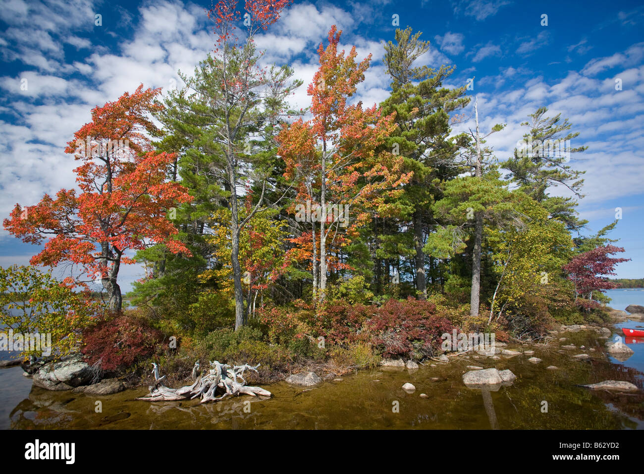 Les arbres d'automne sur une petite île dans le lac Quakish, Ludlow, dans le Maine, la Nouvelle Angleterre, USA. Banque D'Images