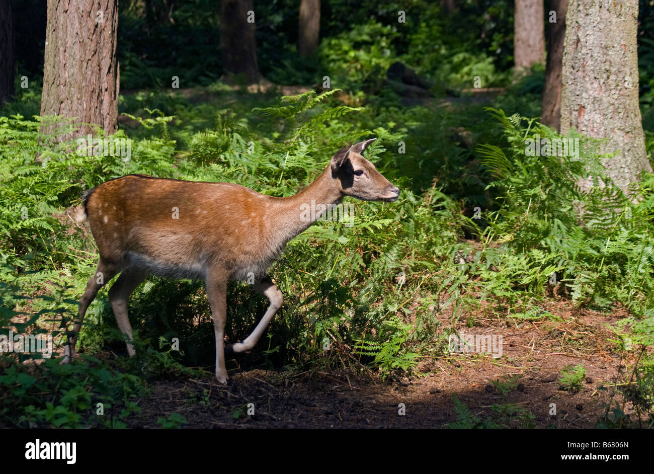 Doe Daims (Dama dama) dans la New Forest, Hampshire, Angleterre Banque D'Images