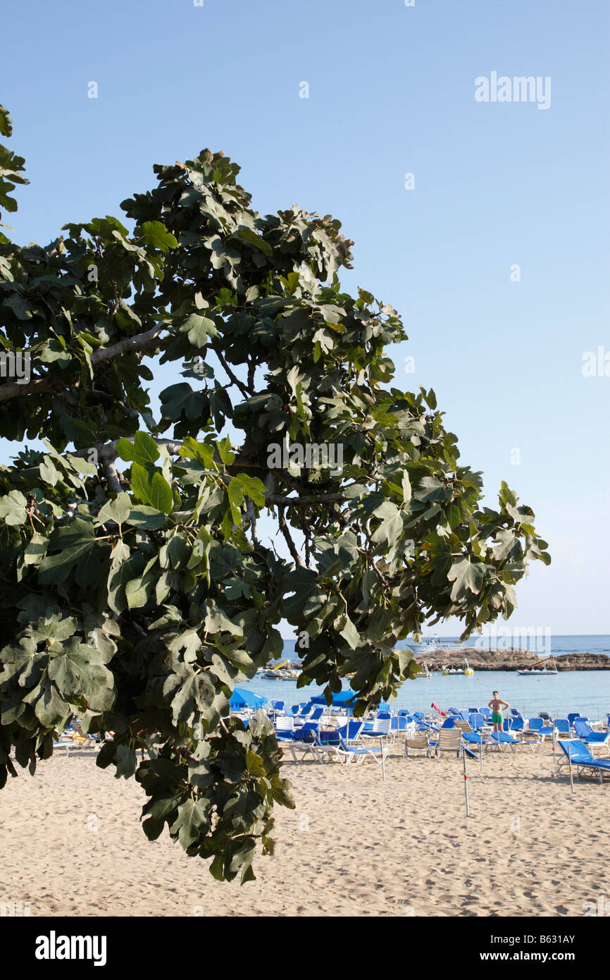 Fig Tree Bay Beach protaras Chypre Méditerranée Banque D'Images