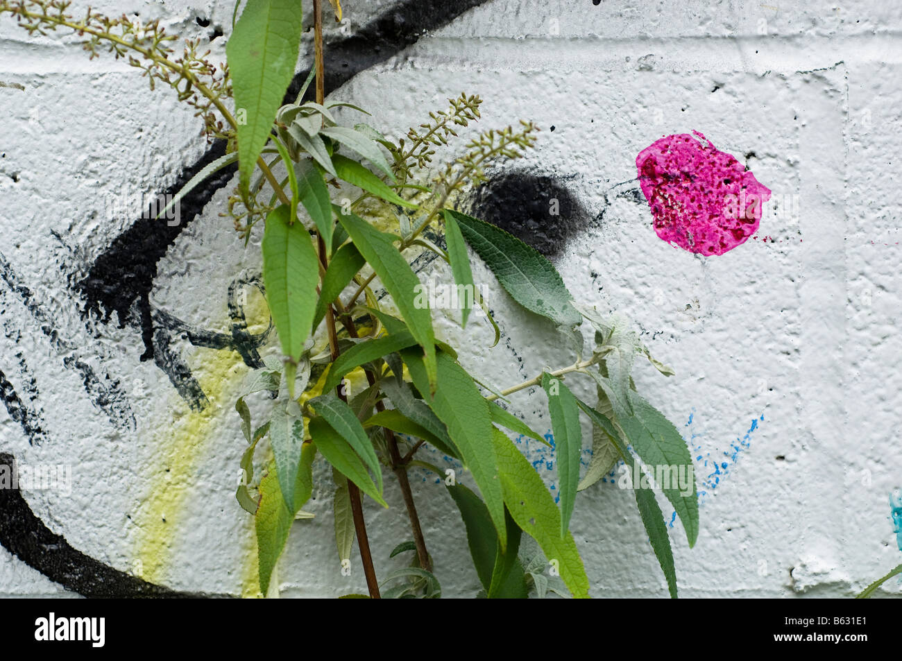 Contre le mur couvert de graffitis de fleurs Banque D'Images