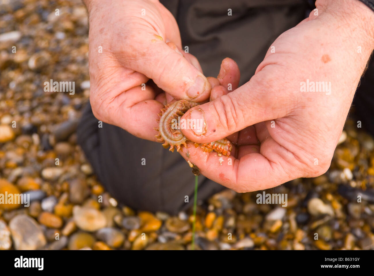 Close up of man putting appât d'un ragworm sur son crochet de pêche en mer Banque D'Images