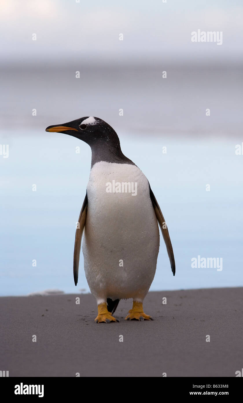 Gentoo pingouin (Pygoscelis papua) on beach, Sea Lion Island, Îles Falkland Banque D'Images