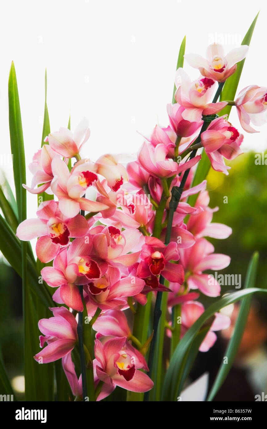 Close-up d'orchidées dans un jardin Banque D'Images