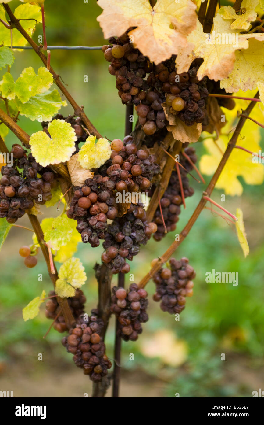 Raisins récoltés tardivement pour le vin de glace du Canada Ontario Niagara Banque D'Images