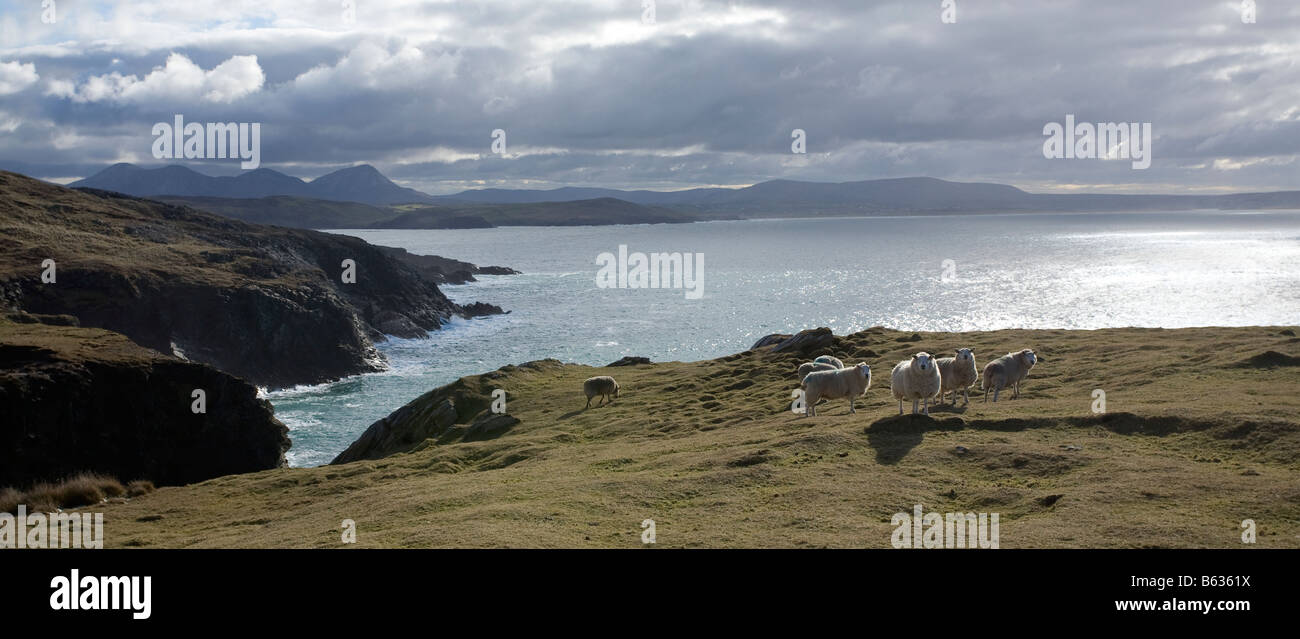 Moutons côtières à Horn Head, comté de Donegal, Irlande. Banque D'Images