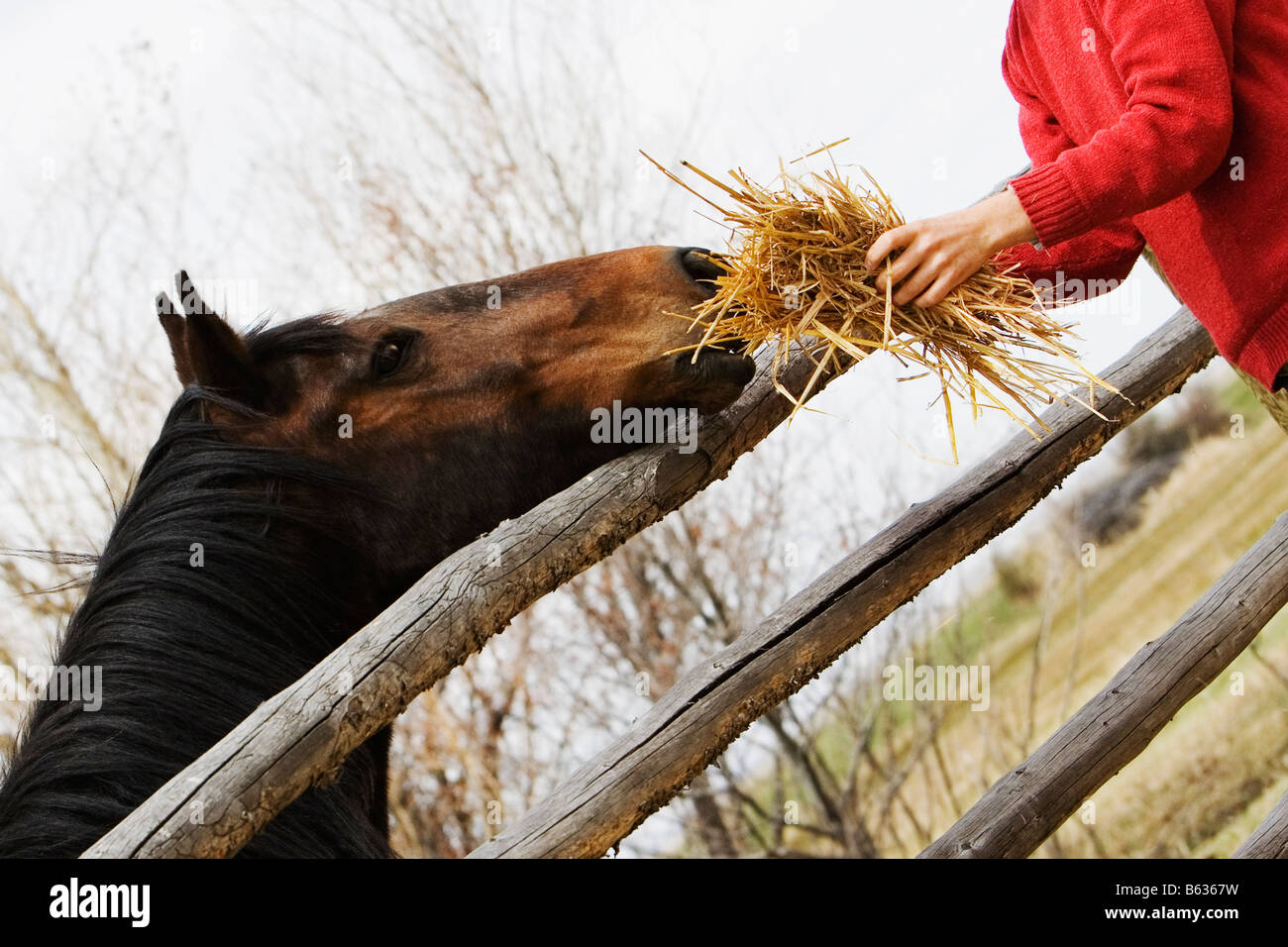 Person's hand holding hay et nourrir un cheval Banque D'Images